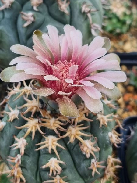 Gymnocalycium spegazzinii v. unguispinum